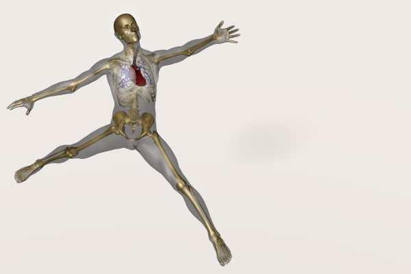 human skeleton stretching