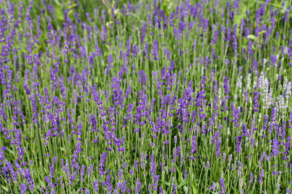 garden with the flourishing lavender in