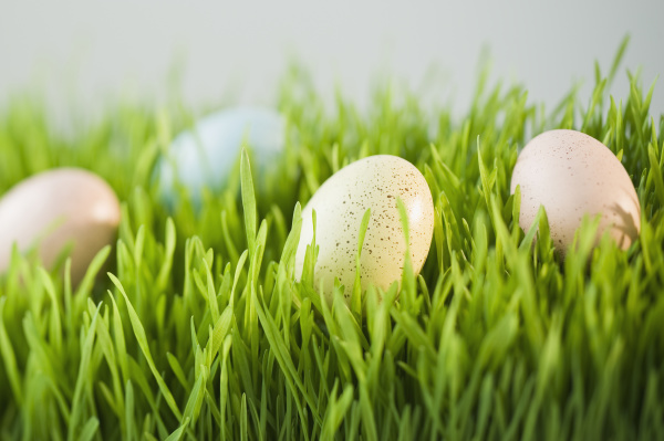 decorated eggs in grass