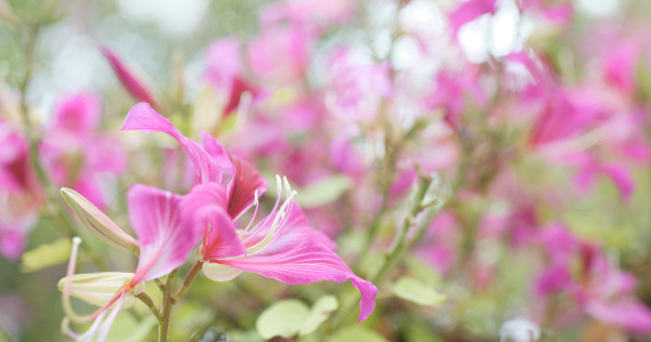 pink bauhinia flower in garden