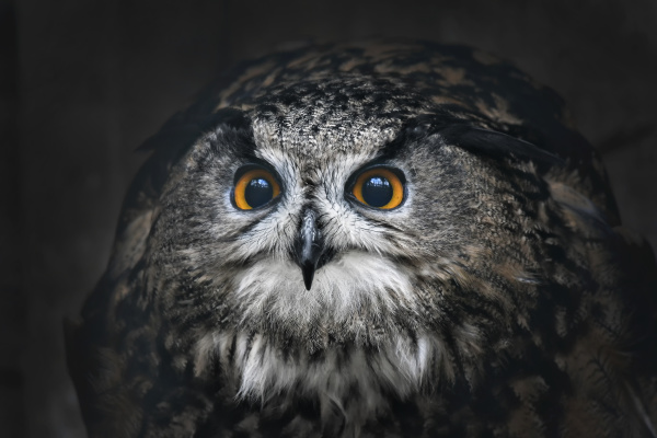 portrait of eagle owl bubo