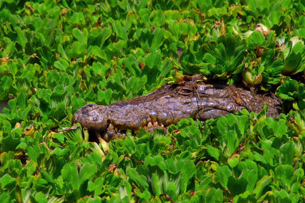 nile crocodile crocodylus niloticus