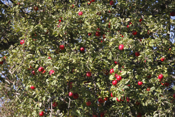ripe apple apple tree