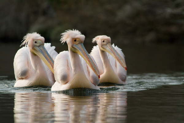 3 rosapelicans pelecanus onocrotalus