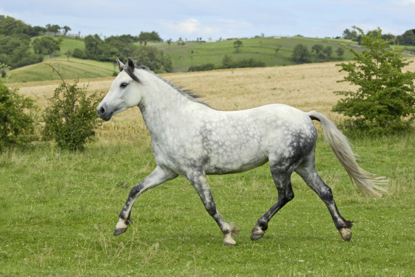 connemara pony mare on the trot