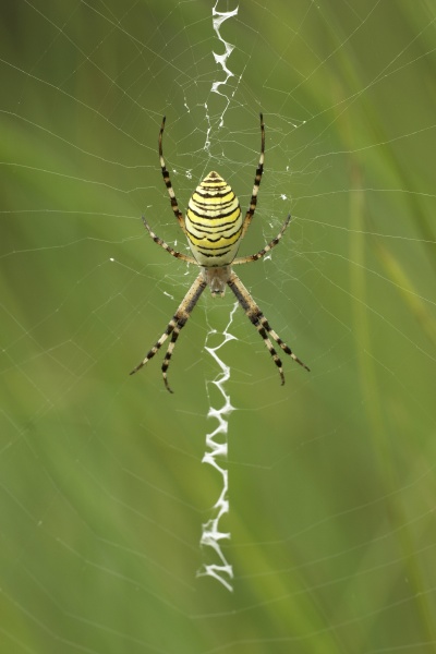 female zebra spider wasp spider