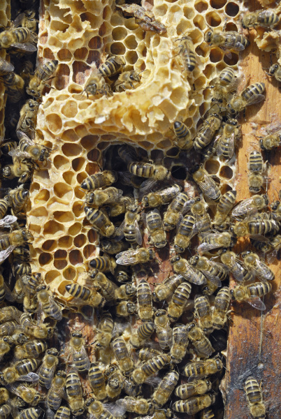 honey bees apis melifera ssp