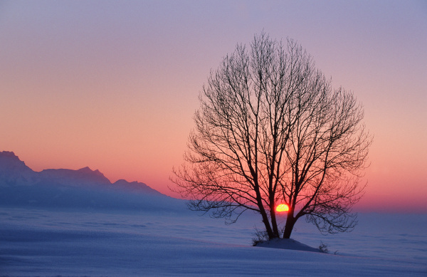 tree silhouette at sunset from the