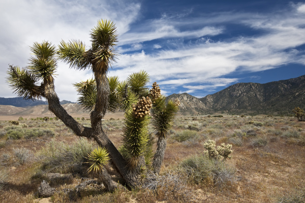 joshua palm lily joshua tree