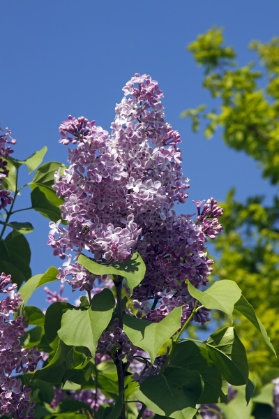 bluhender lilac lilac bush
