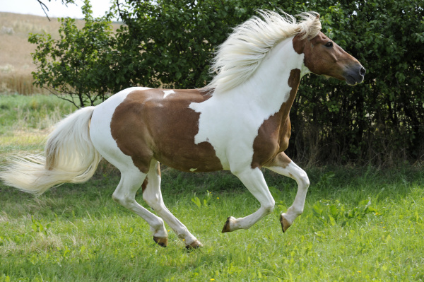 horse at a gallop pinto
