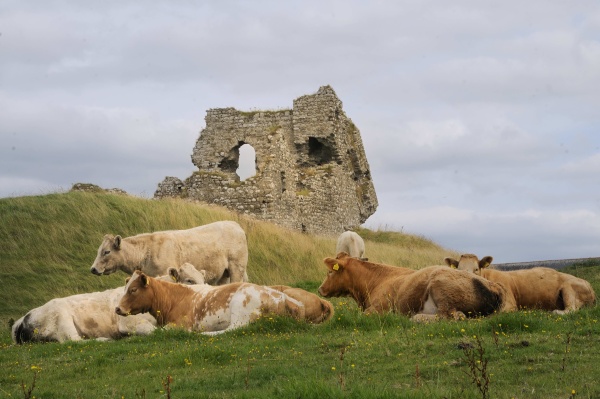 ruins of a norman fort at