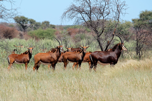 sable antelopes in natural habitat