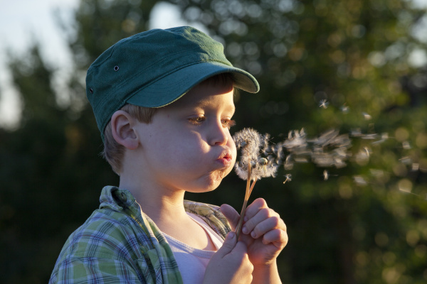little boy blows dandelions hohnstorf