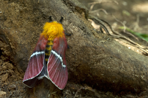 silk moth pseudodirphia menander