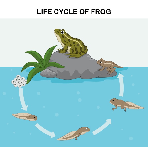 life cycle of a toad