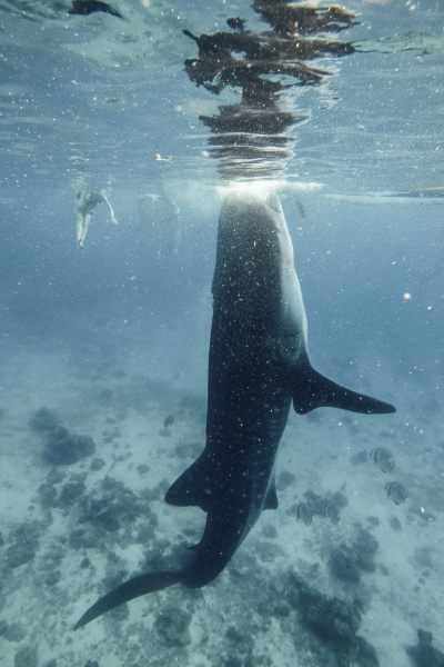 whale shark swimming undersea