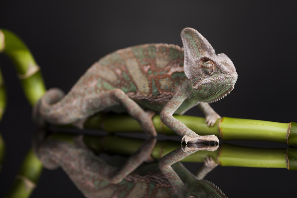 green chameleon on bamboo lizard