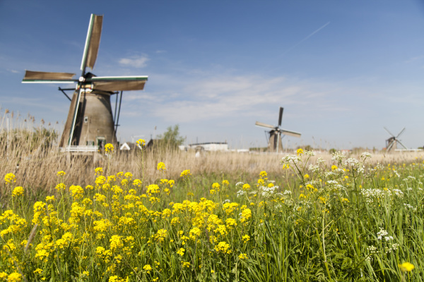 windmill kinderdijk in netherlands