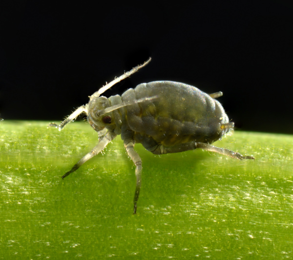adult black bean louse aphis