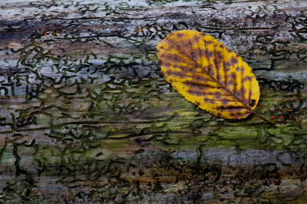 beech leaf on deadwood