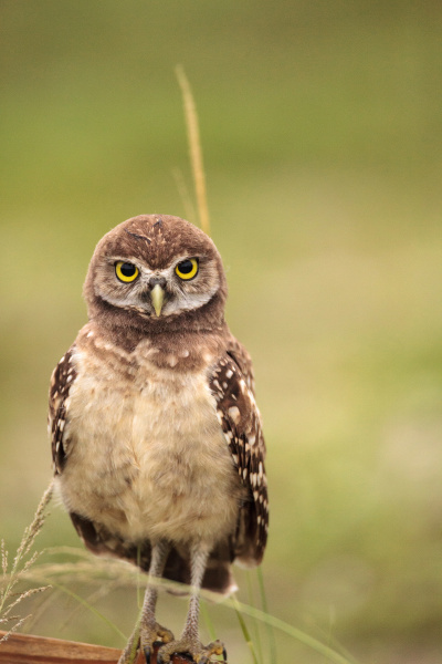 baby burrowing owl athene cunicularia perched