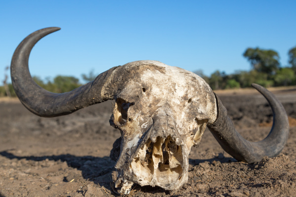 detail symbolic death closeup fauna africa