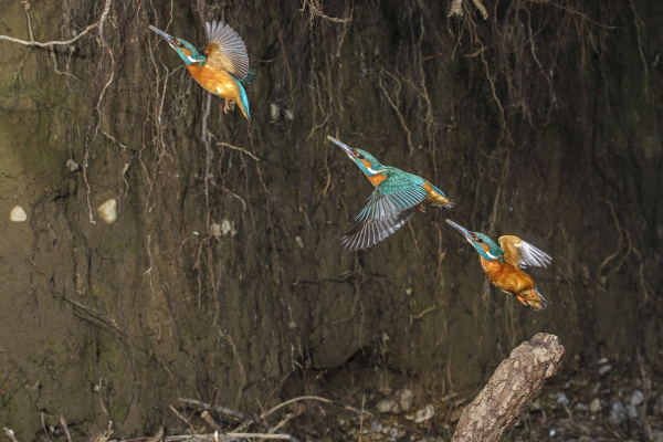 kingfisher alcedo atthis male