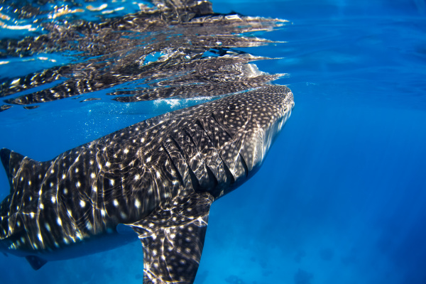 close up of a whale shark