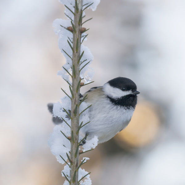 chickadee sitting on a snow covered