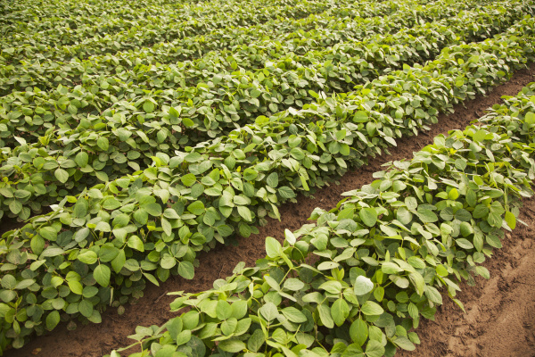 Soybeans With Furrow Irrigation England Arkansas - Royalty free photo ...