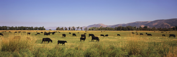 a herd of black angus cattle