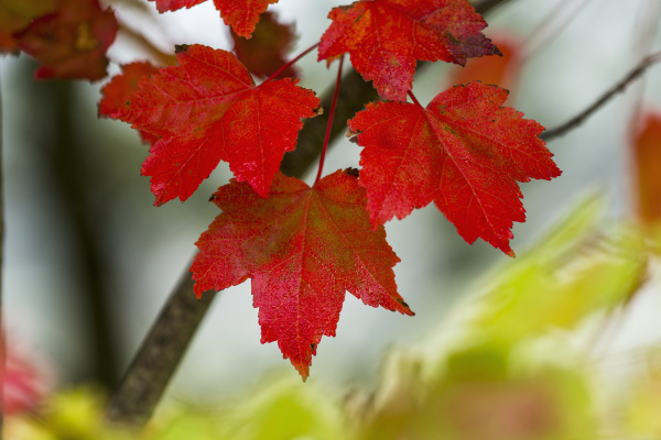 maple leaves show off their autumn
