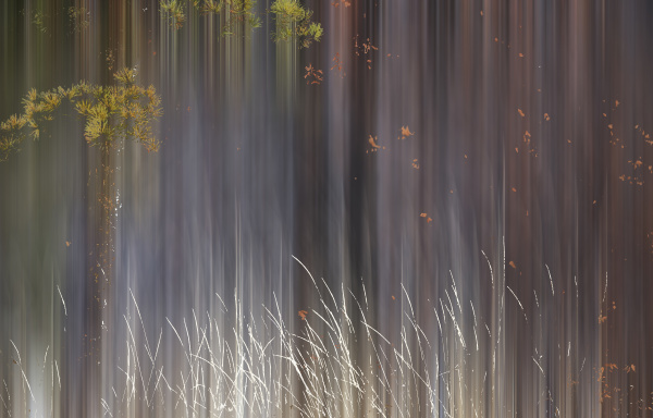 abstract trees with motion blur
