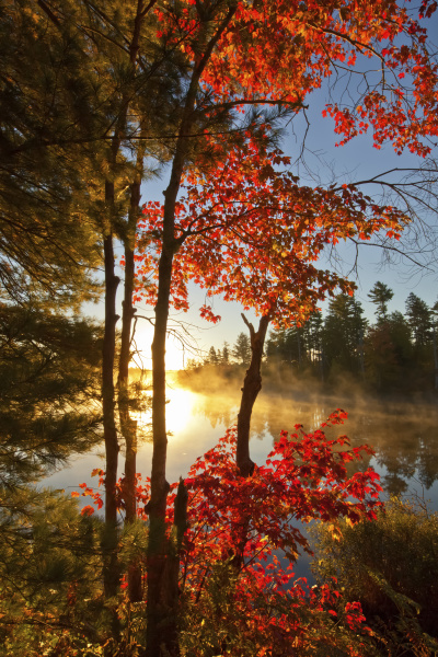 red maple and early morning mist