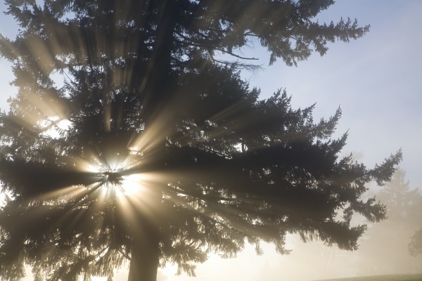 light through tree willamette valley