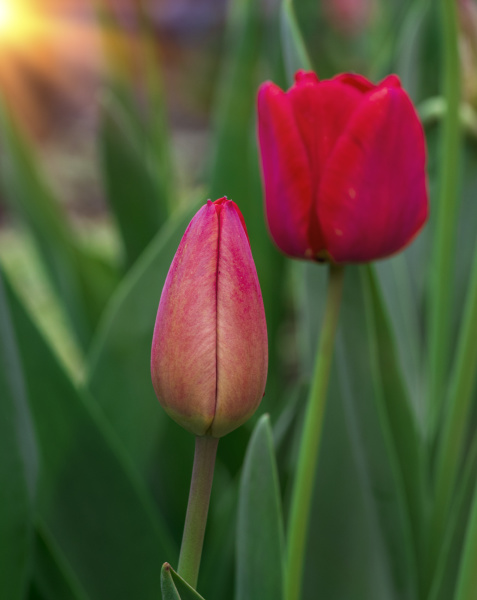 unblown bud of red tulip in