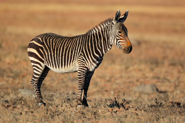 Cape mountain zebra in natural habitat - Royalty free photo #25933612 |  PantherMedia Stock Agency