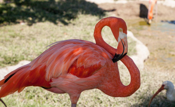 pink caribbean flamingo phoenicopterus ruber