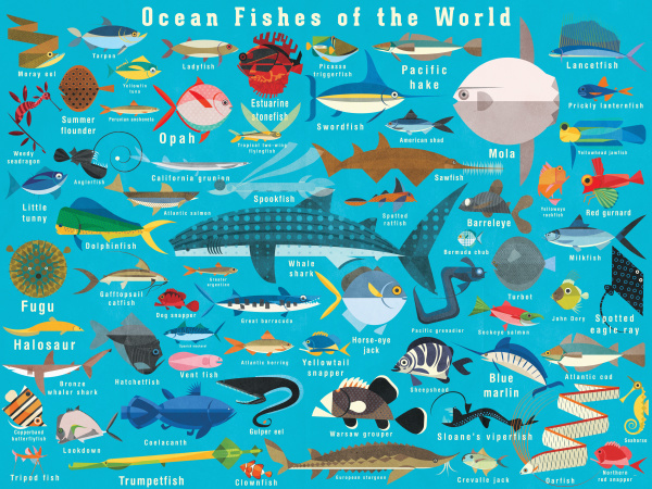 illustration of lots of ocean fish
