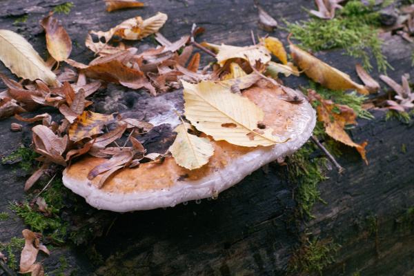 polypore fungi in autumn
