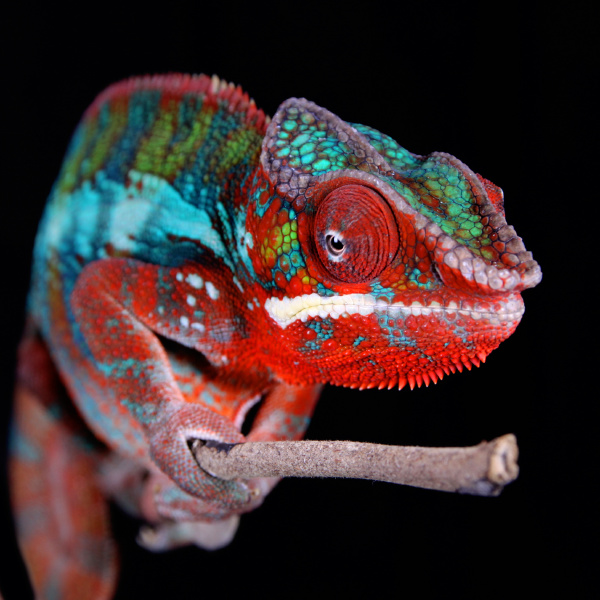 panther chameleon male