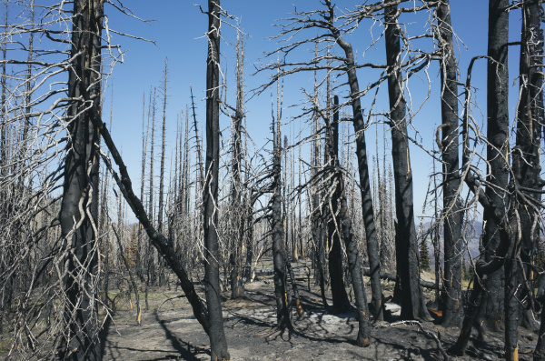 fire damaged trees in the forest