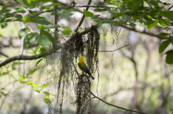 prothonotary warbler in nature