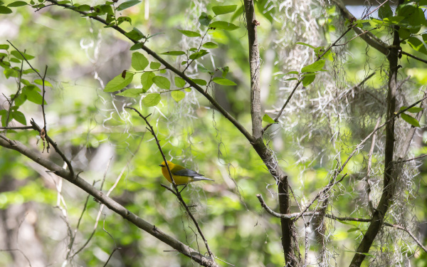 prothonotary warbler in nature