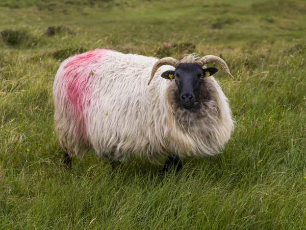 sheep with a red marking on
