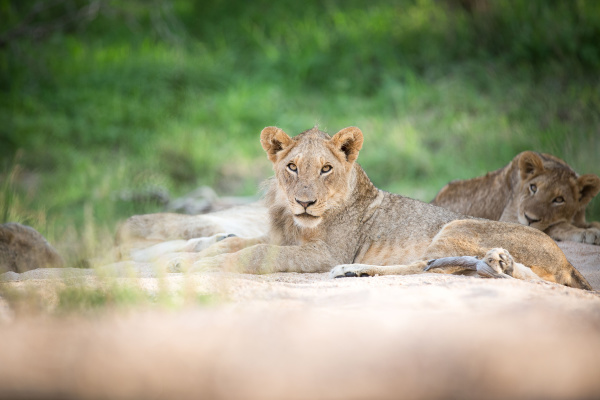 young lion panthera leo