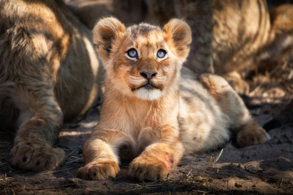 a lion cub panthera leo