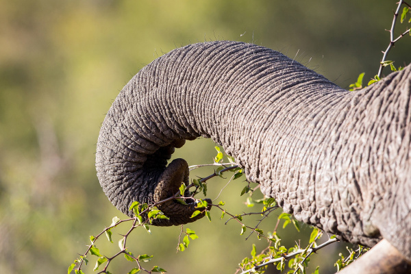 an elephant s trunk loxodonta