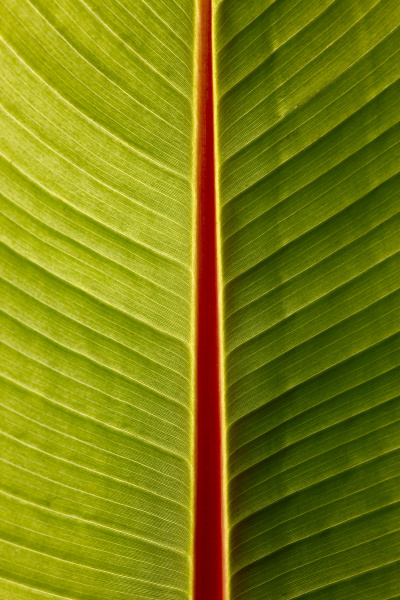macro of banana leaf
